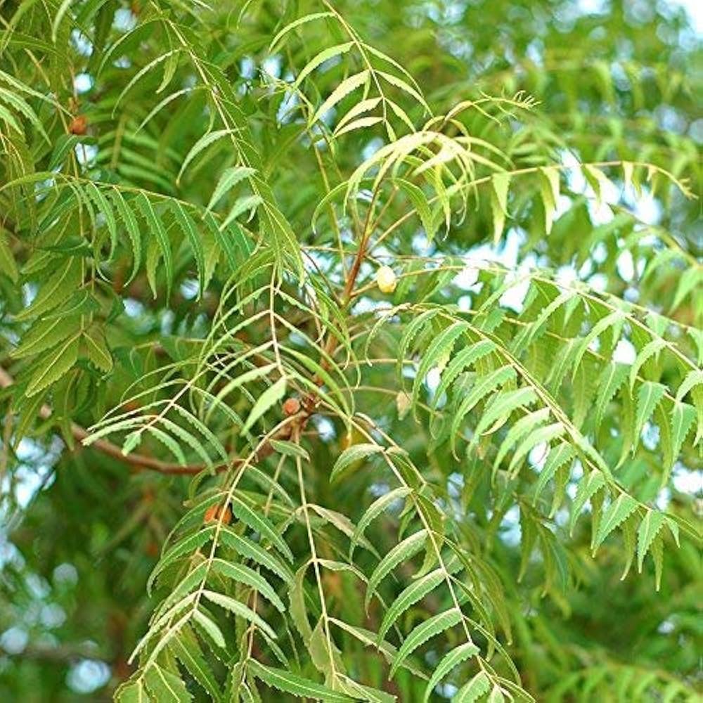 61qfnvqr46l. ac uf1000,1000 ql80