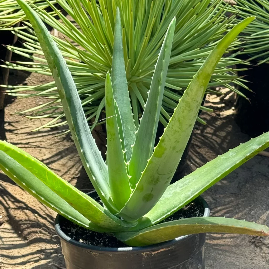 aloe vera aloe barbadensis miller 2 gallon 7 1080x ebe5e737 c509 4af5 bd01 3893727bbfbb