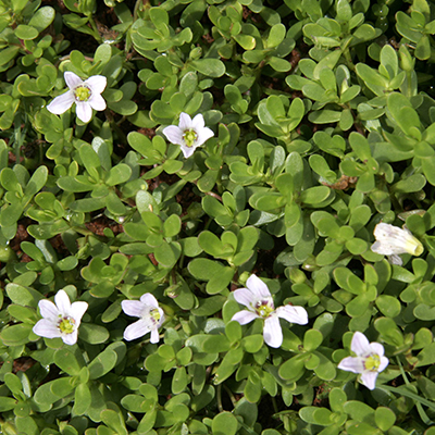 bacopa monnieri 1