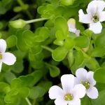 Benefits Of Brahmi 150x150