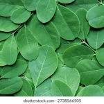 Close Texture Fresh Moringa Leaves 260nw 2738566505 150x150