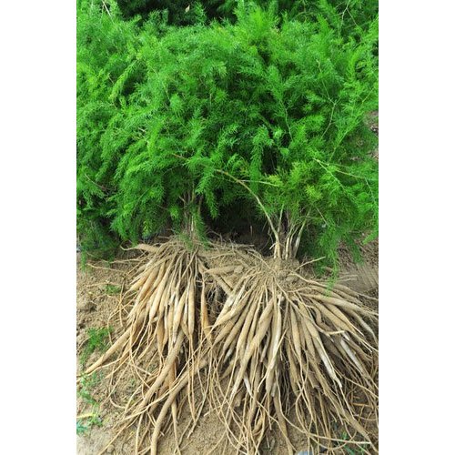 Herbal Shatavari Plant