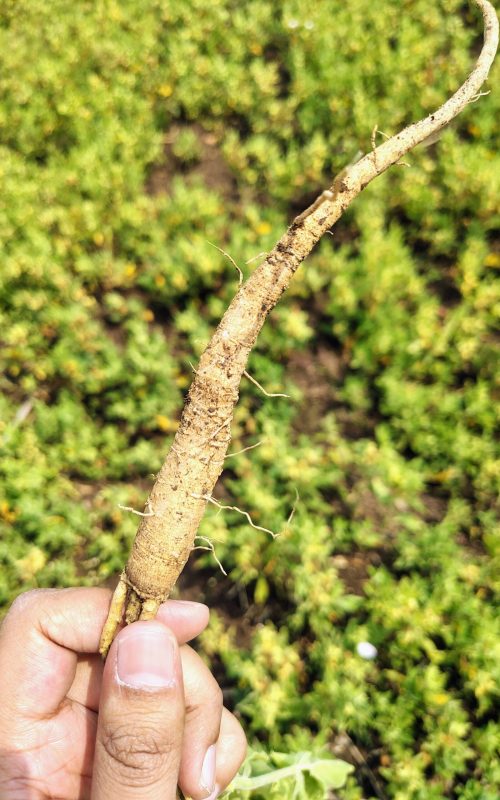 Ashwagandha 1000533031.jpg
