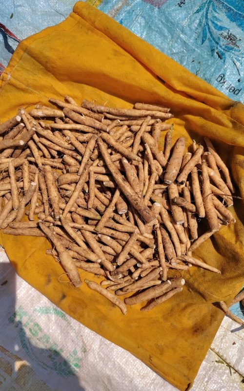 Ashwagandha 1000537279.jpg