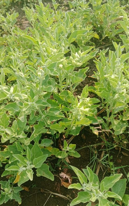 Ashwagandha 1000547710.jpg