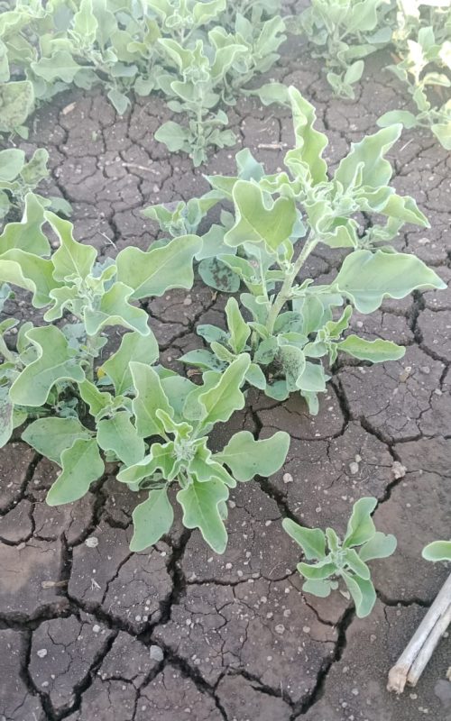 Ashwagandha 1000548282.jpg
