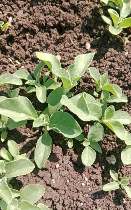 Ashwagandha 1000548292.jpg