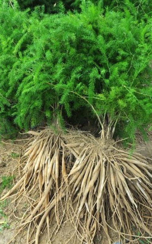 herbal-shatavari-plant