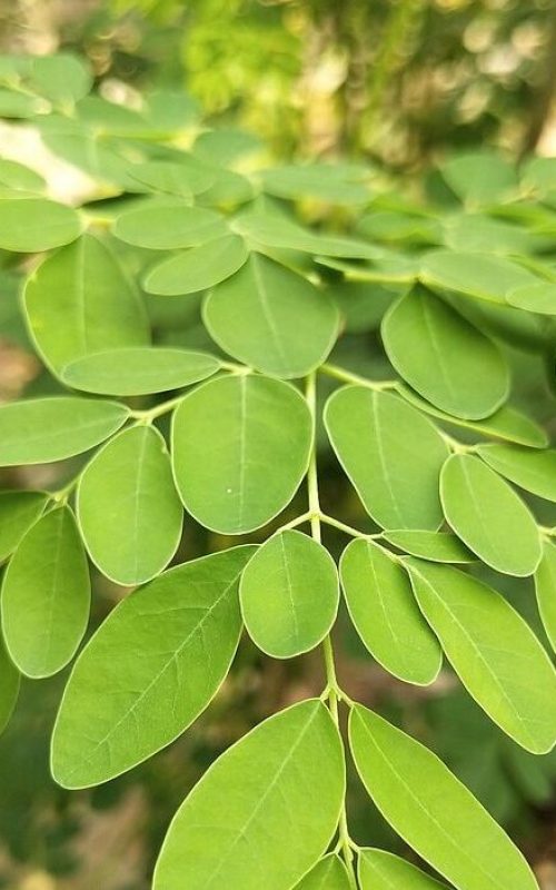 moringa-oleifera-4143419_1280